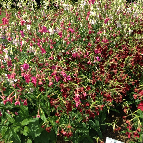 Nicotiana Seeds Mixed